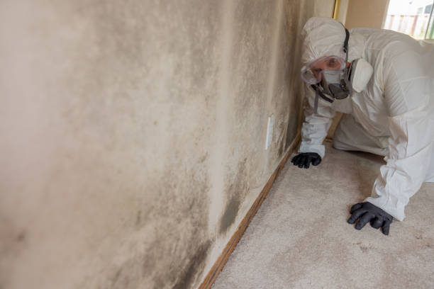 Best Mold Remediation for Vacation Homes  in Pajaro, CA